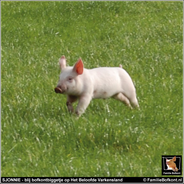 SJONNIE - blij bofkontbiggetje op Het Beloofde Varkensland