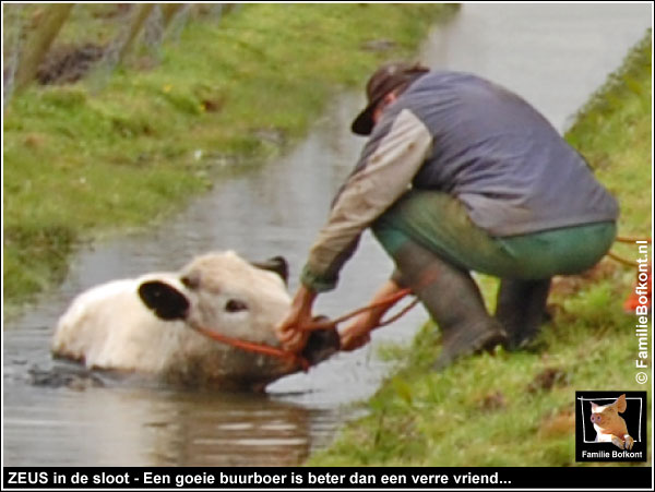 ZEUS IN DE SLOOT | Welkom in de Wereld van Familie Bofkont op Het Beloofde  Varkensland!