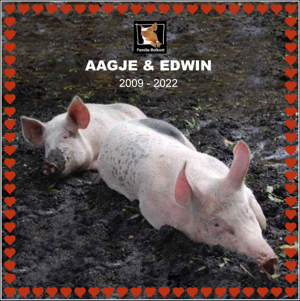 AAGJE & EDWIN - bofkonten, voor altijd. 2009 - 2022