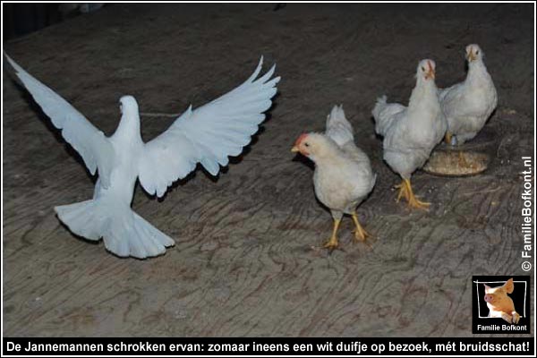 De Jannemannen schrokken ervan: zomaar ineens een wit duifje op bezoek, mét bruidsschat!