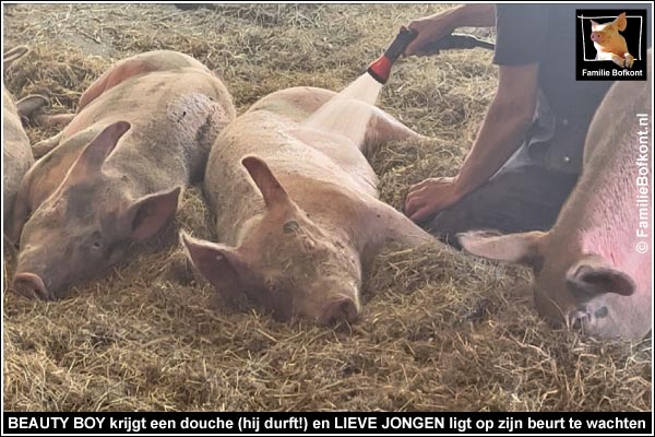 BEAUTY BOY krijgt een douche (hij durft!) en LIEVE JONGEN ligt op zijn beurt te wachten