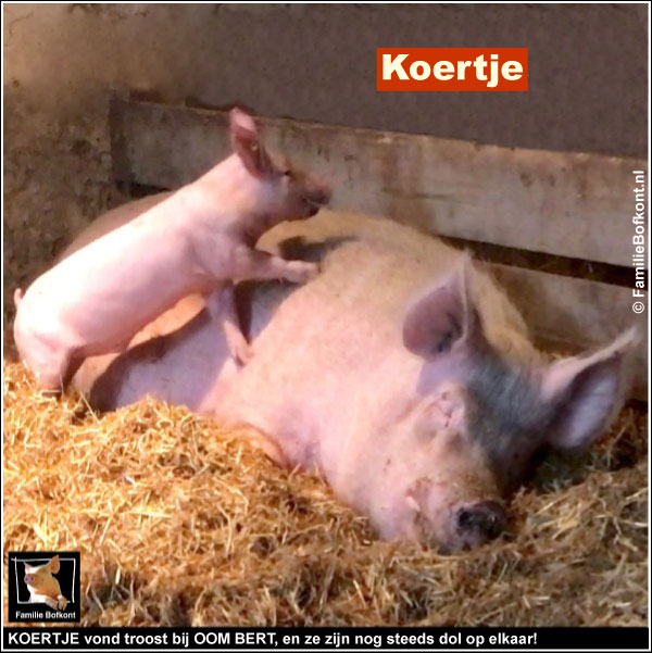 KOERTJE vond troost bij OOM BERT, en na 3 jaar zijn ze nog steeds dol op elkaar!