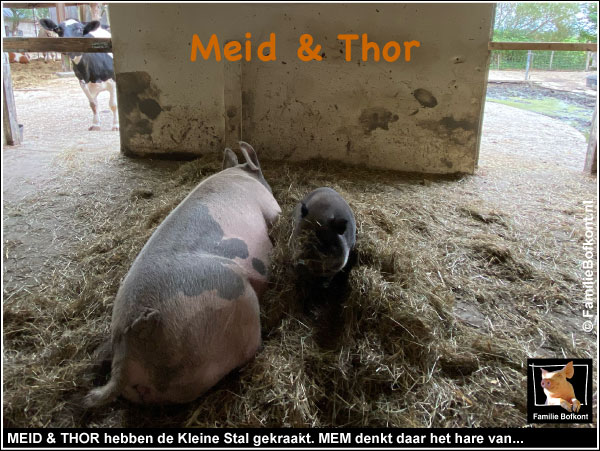 MEID & THOR hebben de Kleine Stal gekraakt. MEM denkt daar het hare van...