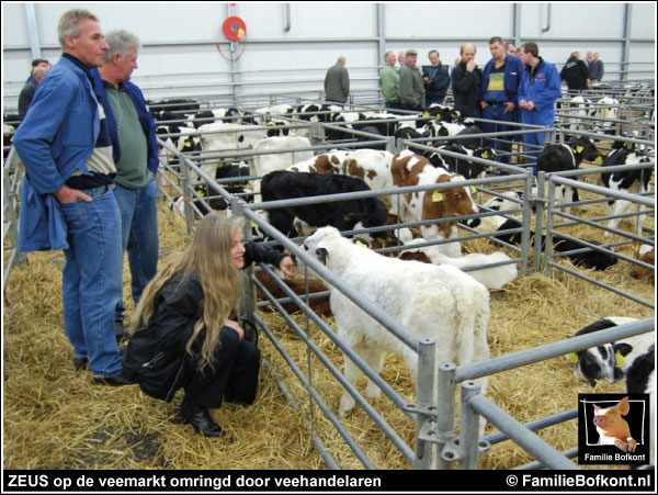 https://2022.bfknt.nl/20221026-familie-bofkont-stier-kalf-zeus-op-veemarkt-600.jpg