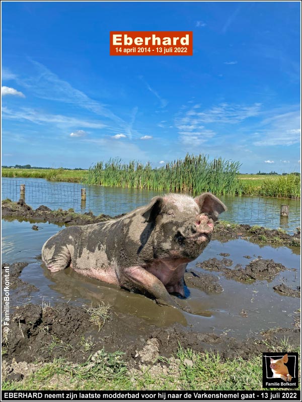 EBERHARD neemt zijn laatste modderbad voor hij naar de Varkenshemel gaat - 13 juli 2022