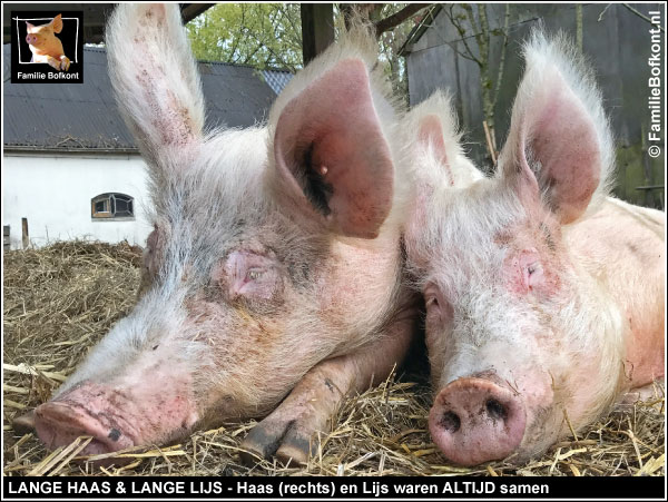 LANGE HAAS & LANGE LIJS - Haas (rechts) en Lijs waren ALTIJD samen